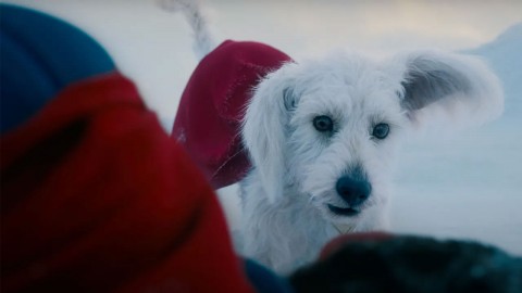 Krypto conquista corazones y revoluciona las adopciones de perros!